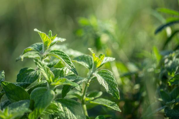 
Lung Cleansing Herbs